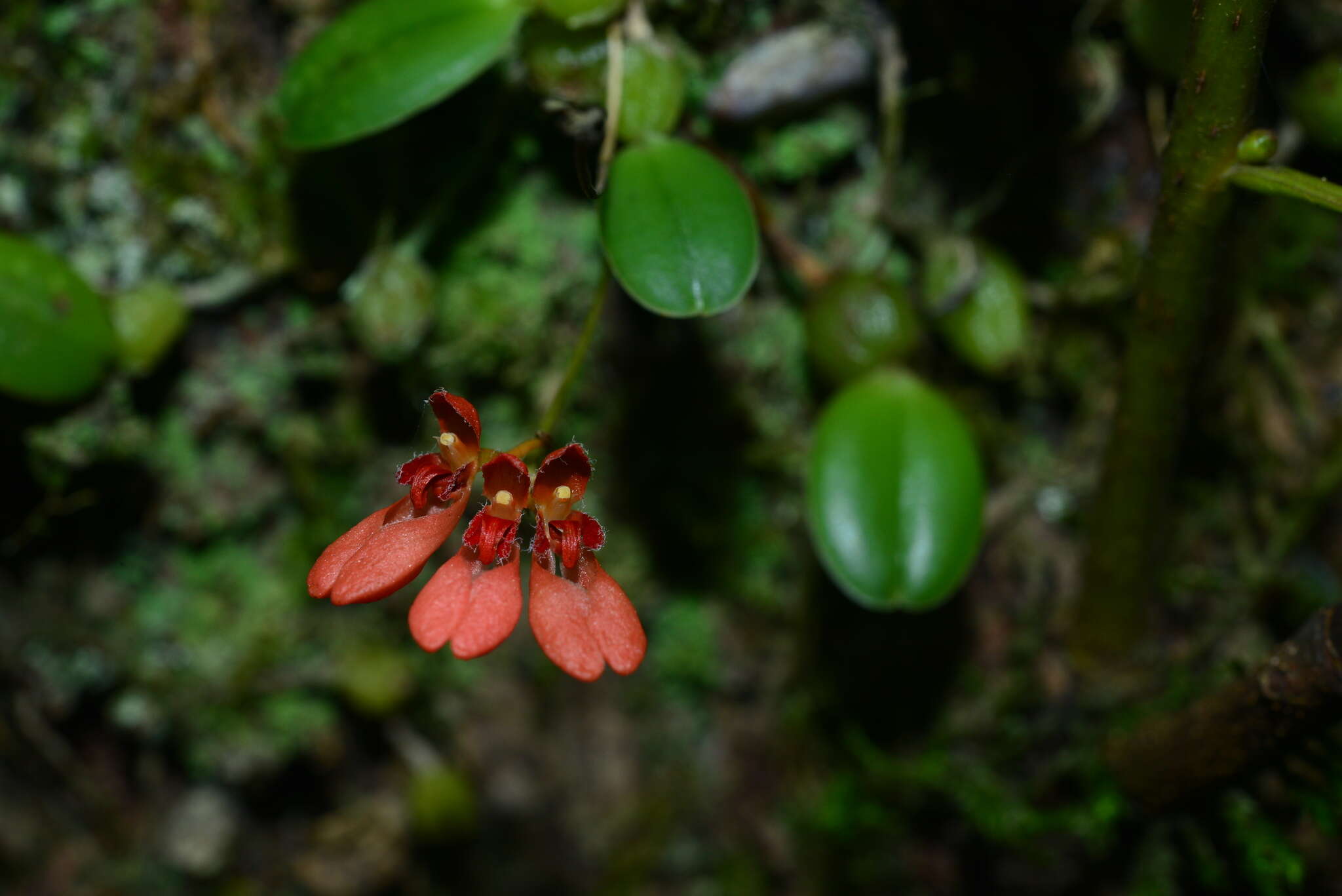 Image of Bulbophyllum albociliatum (Tang S. Liu & H. Y. Su) K. Nakaj.