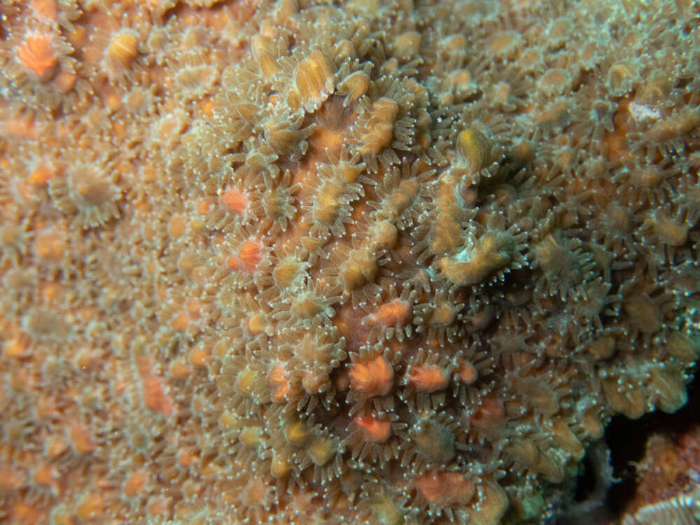 Image of Spine coral