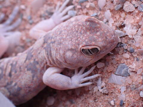 Image of Ptenopus garrulus maculatus Gray 1866