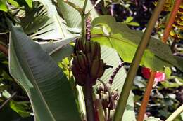 Image of Heliconia chartacea Lane ex Barreiros