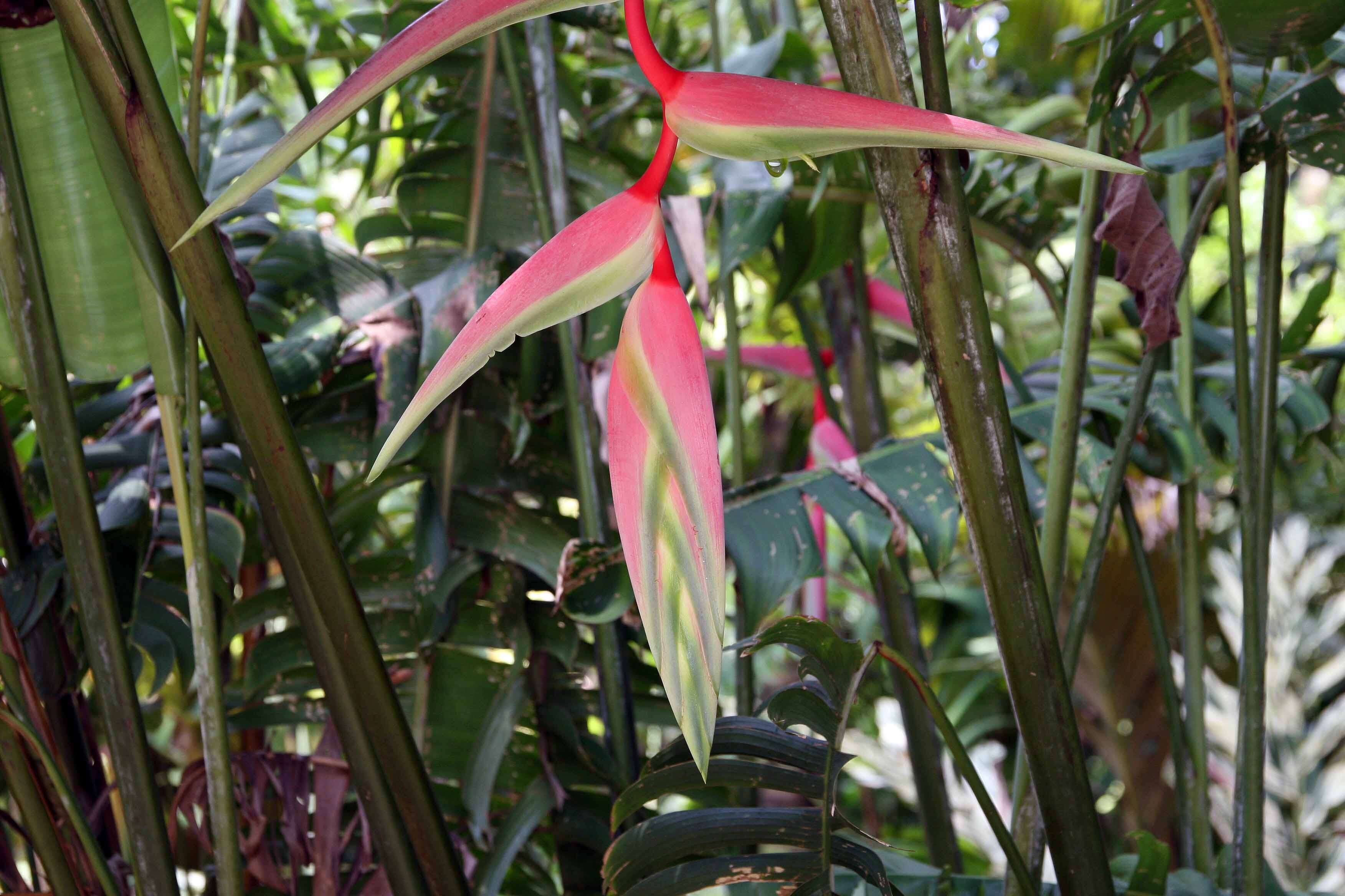 Image of Heliconia chartacea Lane ex Barreiros