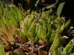 Image of Haworthia decipiens var. xiphiophylla (Baker) M. B. Bayer