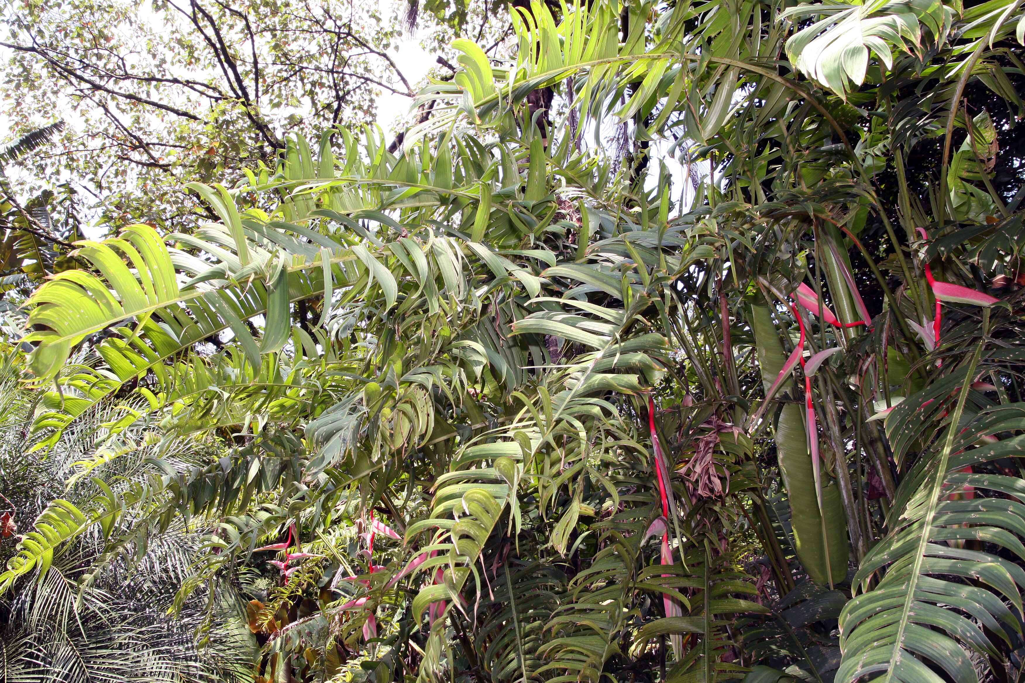 Image of Heliconia chartacea Lane ex Barreiros