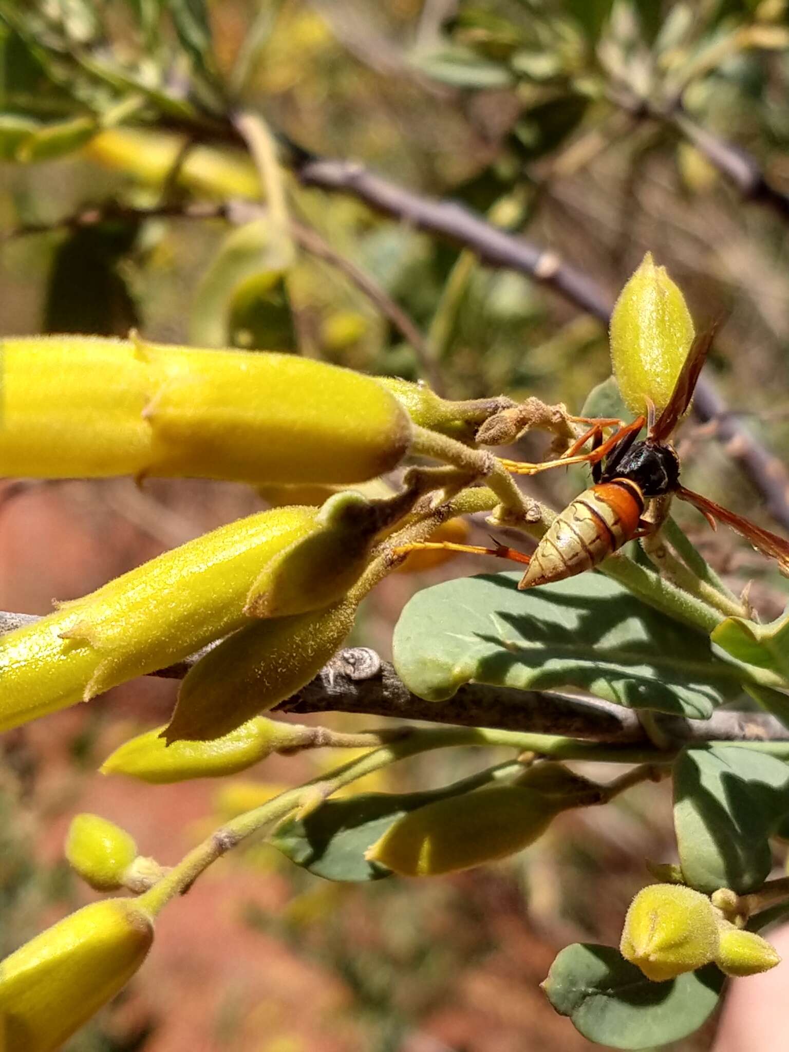 Image of Polistes buyssoni Brethes 1909