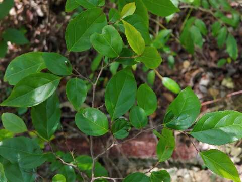 Image of Casearia decandra Jacq.