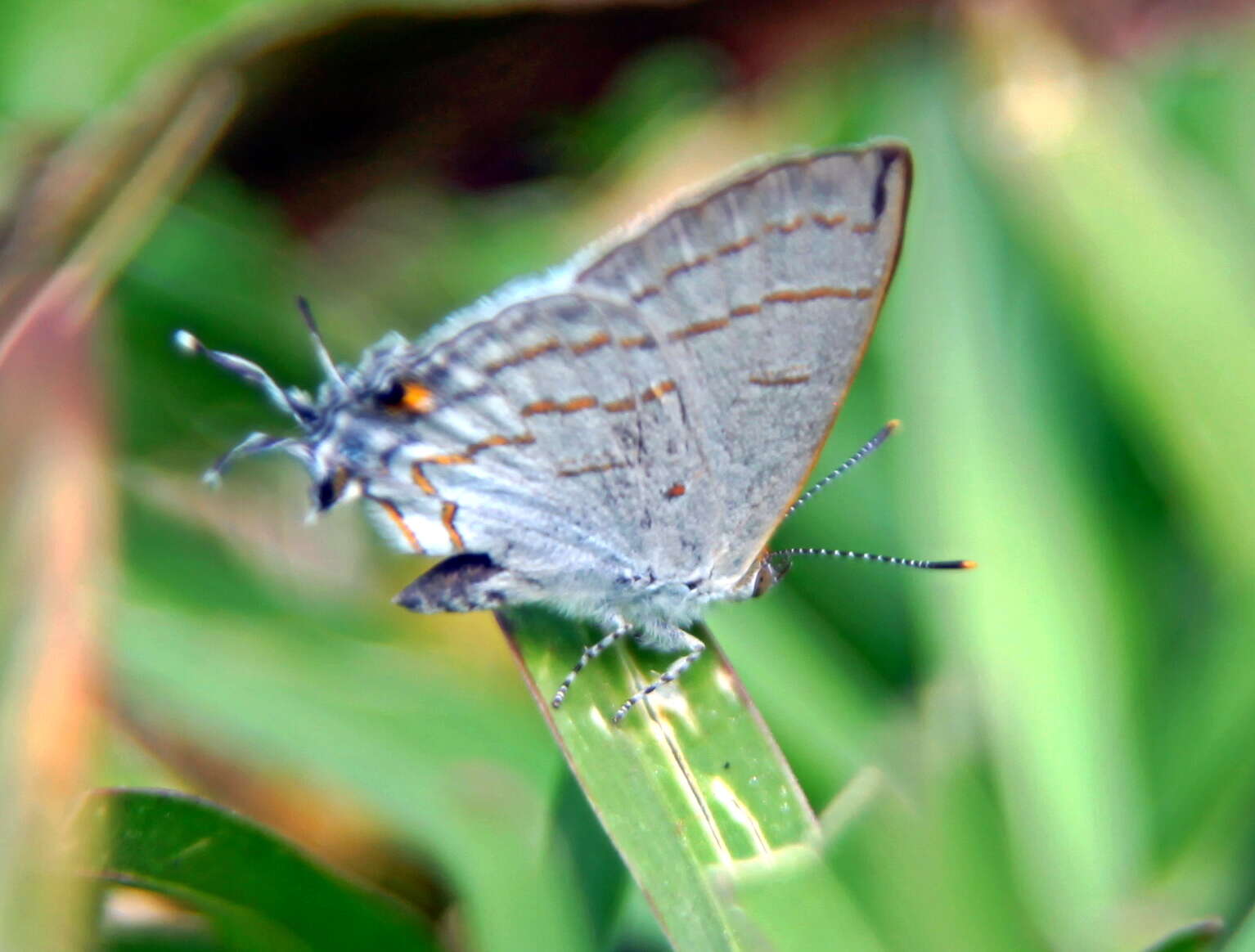 Слика од Hypolycaena philippus philippus