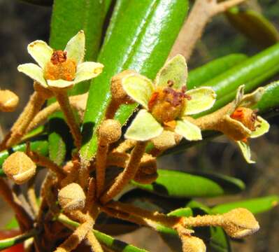 Image of Ricinocarpos ledifolius F. Muell.