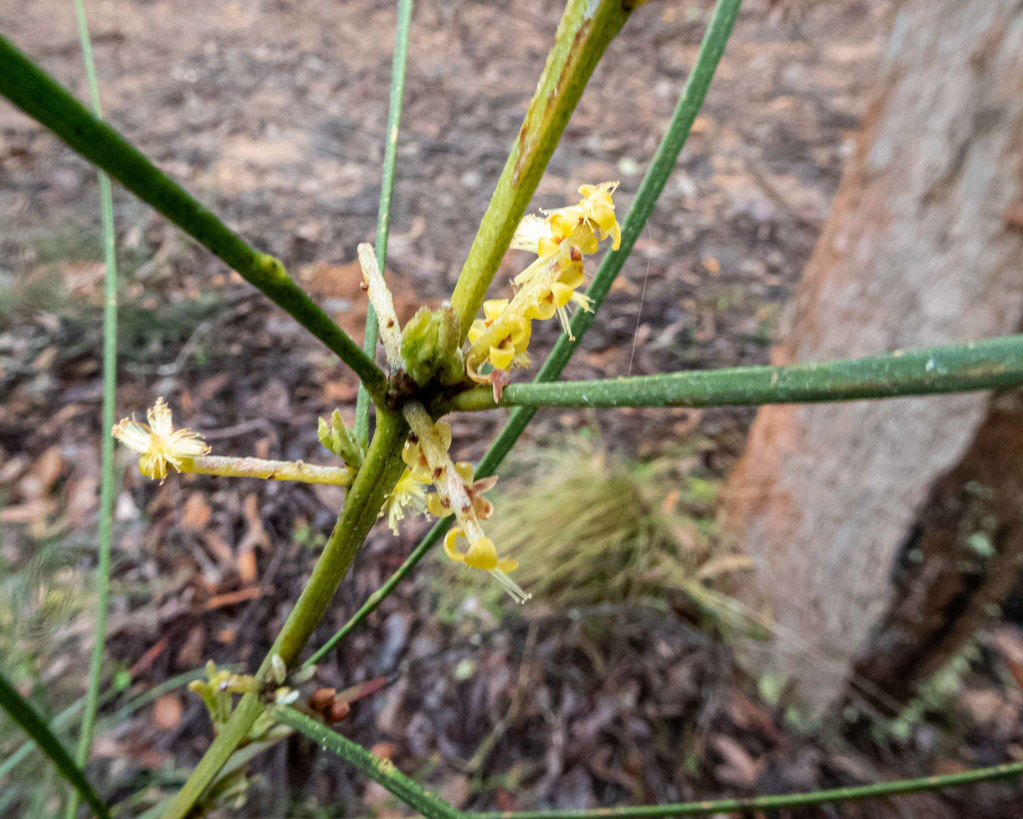 Imagem de Acacia mucronata Willd. ex H. L. Wendl.