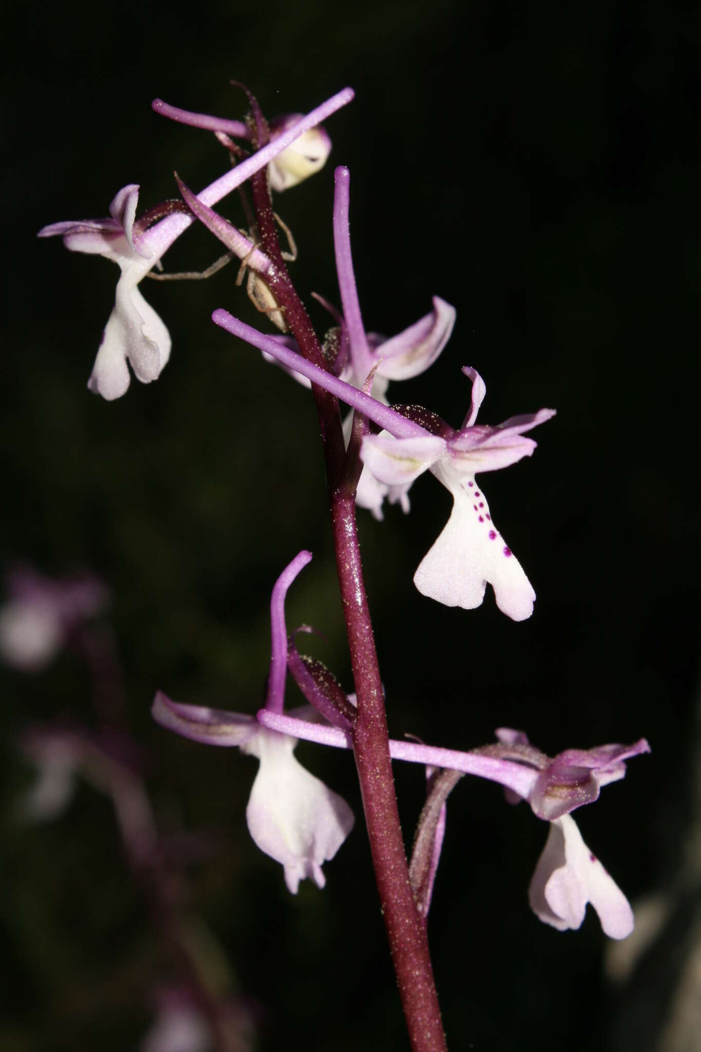 Sivun Orchis anatolica Boiss. kuva