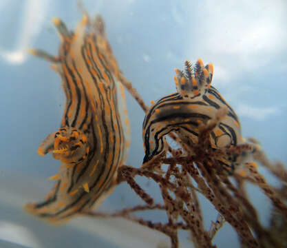 Image of orange-spike polycera