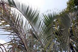 Image of Triangle palm
