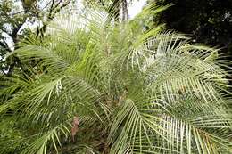 Image of pygmy date palm