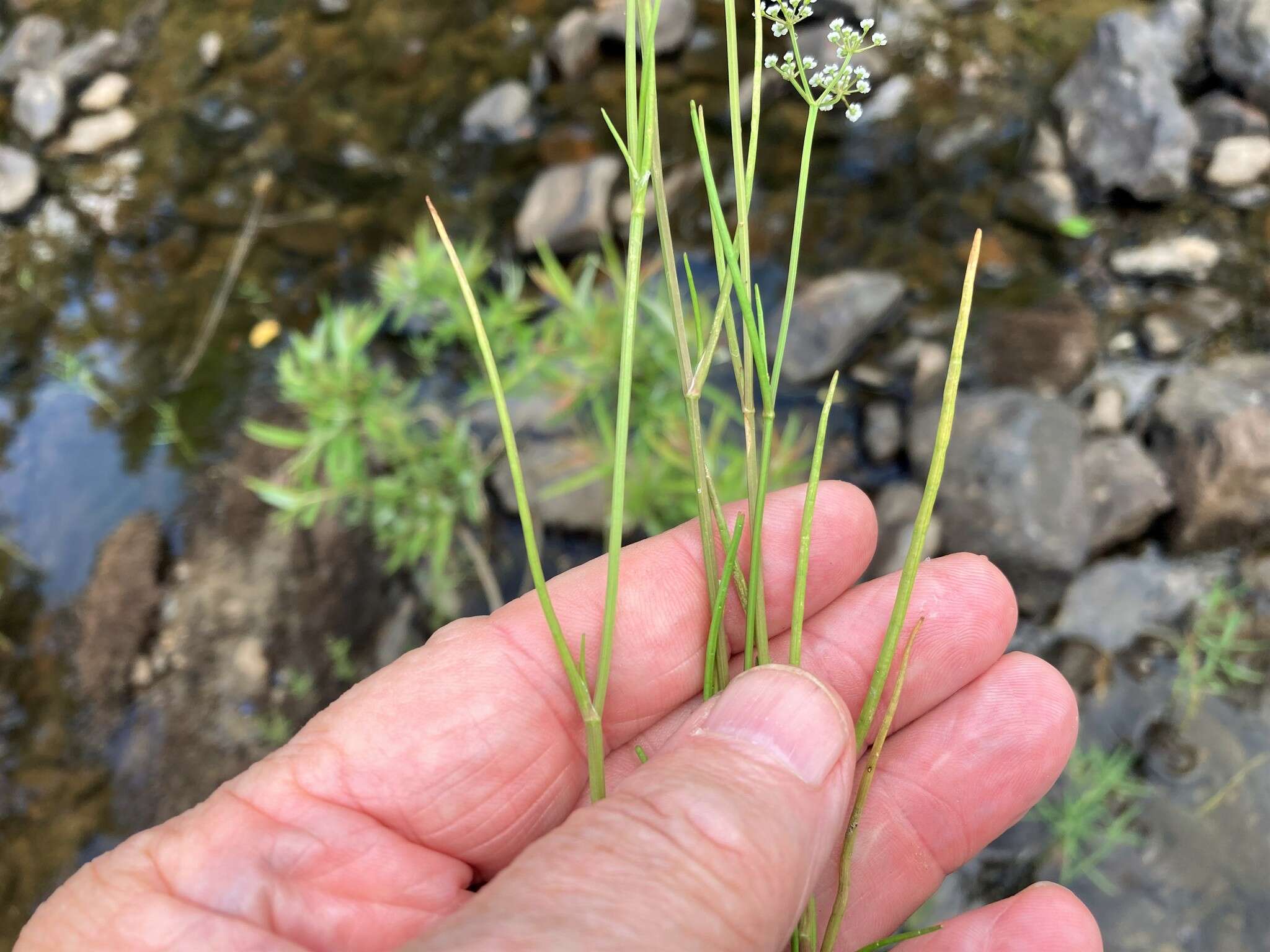 Image of Gulf River Harperella