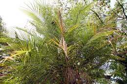 Image of pygmy date palm