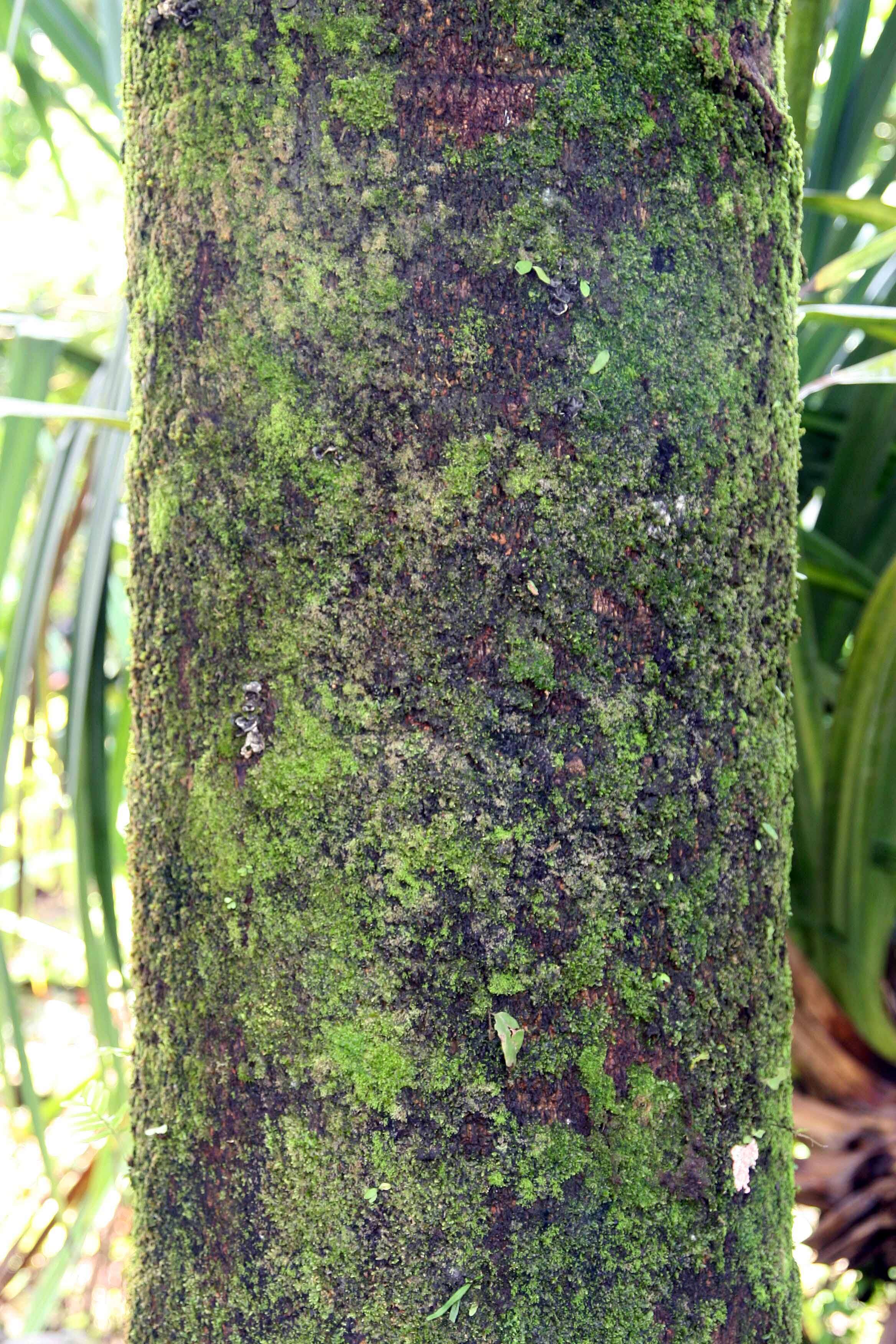 Image of Fishtail Palm