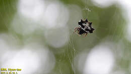 Image of Gasteracantha kuhli C. L. Koch 1837