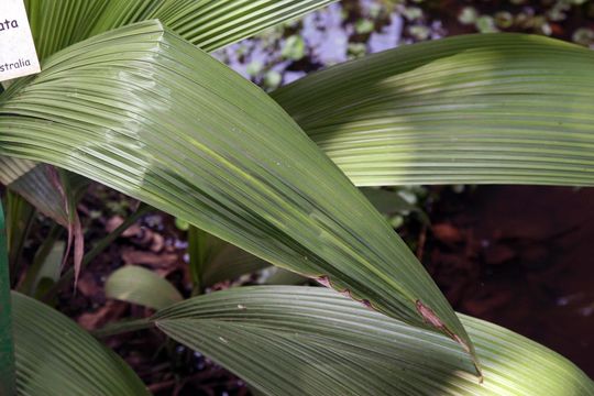 Image of <i>Molineria capitulata</i> (Lour.) Herb.