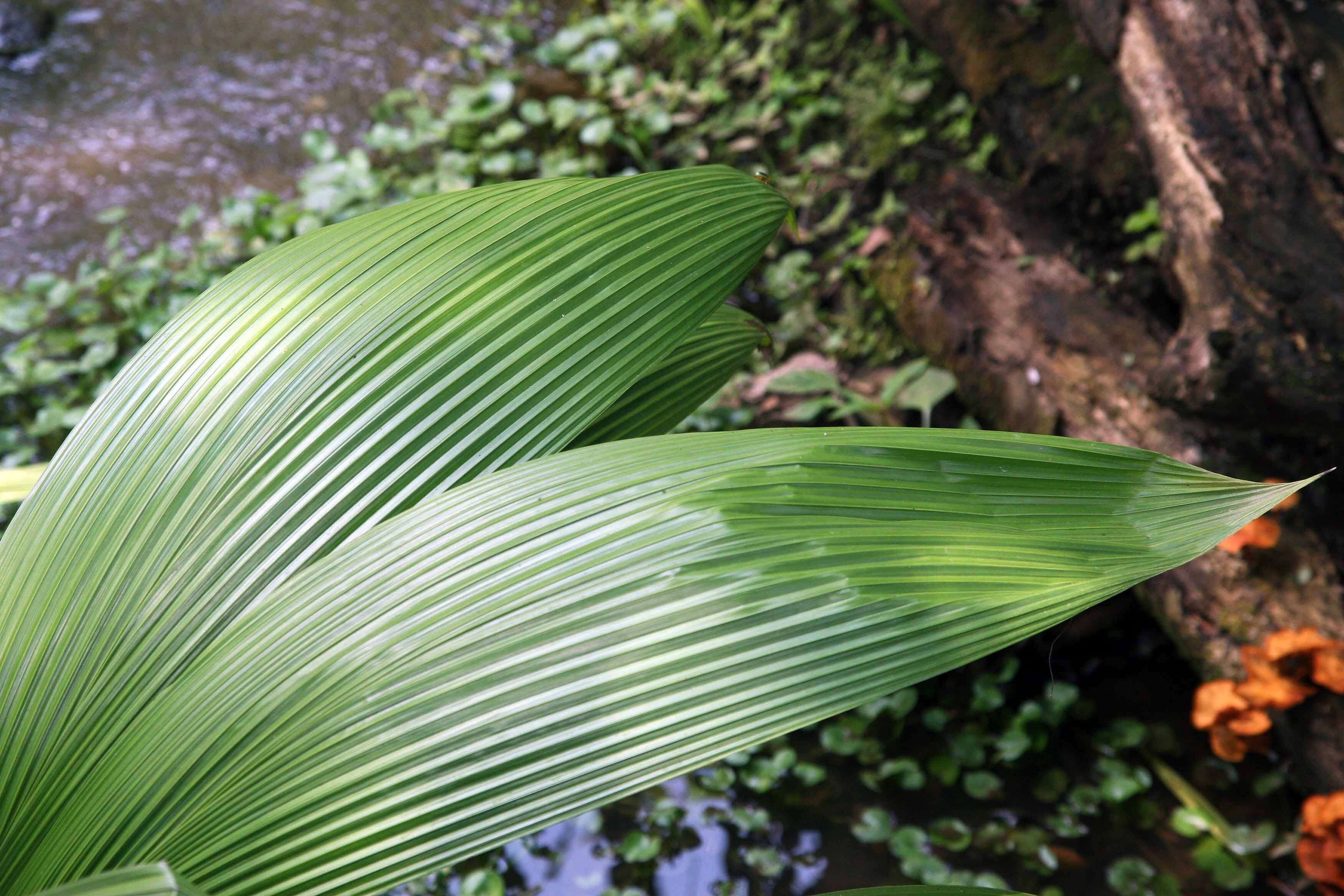 Image of Palm-Grass