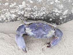 Image of Cuban stone crab