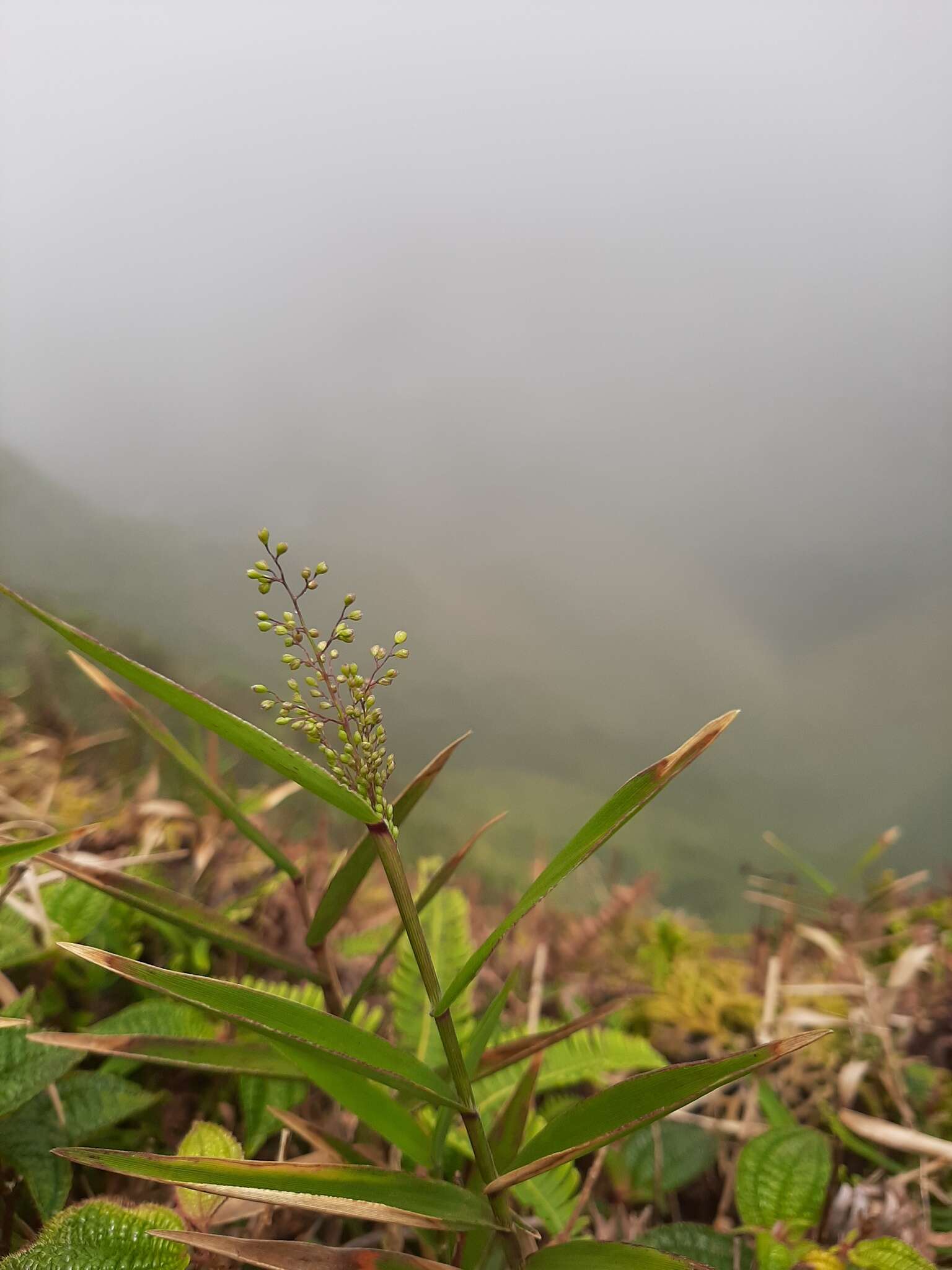 Plancia ëd Isachne distichophylla Munro ex Hillebr.