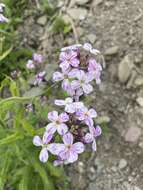 Image of Turnip mosaic virus