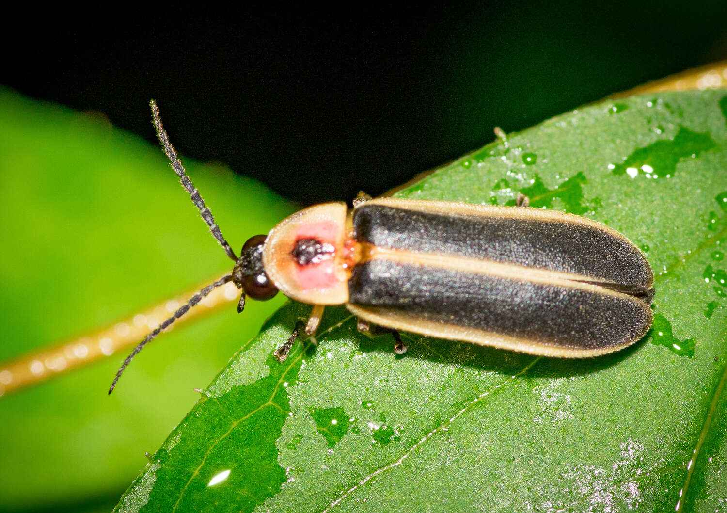 Слика од Photinus pyralis (Linnaeus 1767)