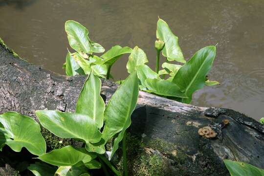 Image of Arum lily