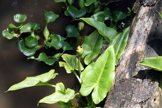 Image of Arum lily