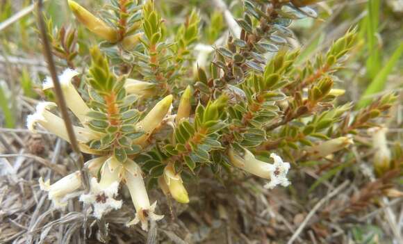 Image of Cyathodes fraseri (A. Cunn.) Allan