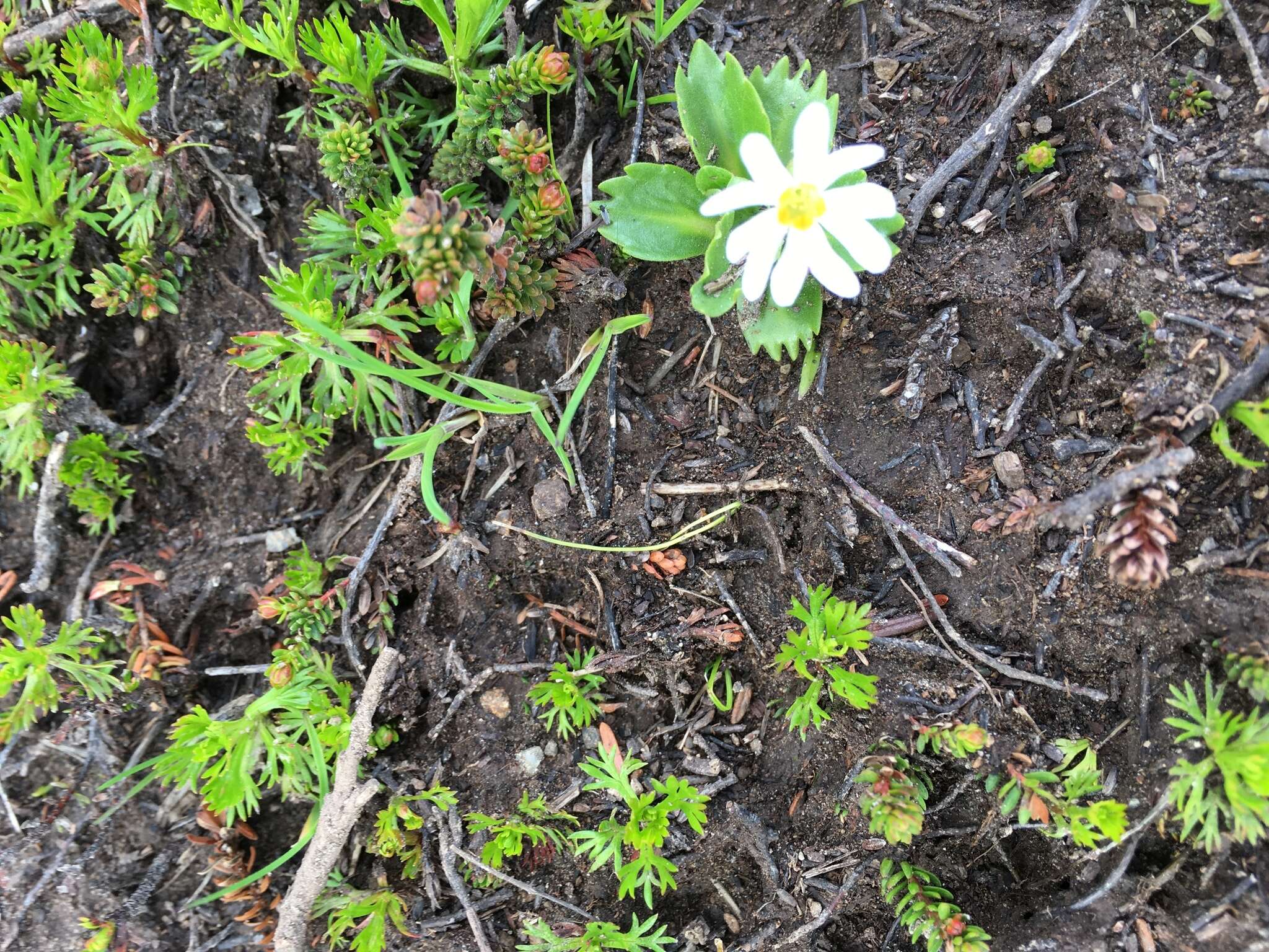 Primula cuneifolia subsp. saxifragifolia (Lehm.) W. W. Sm. & G. Forrest resmi