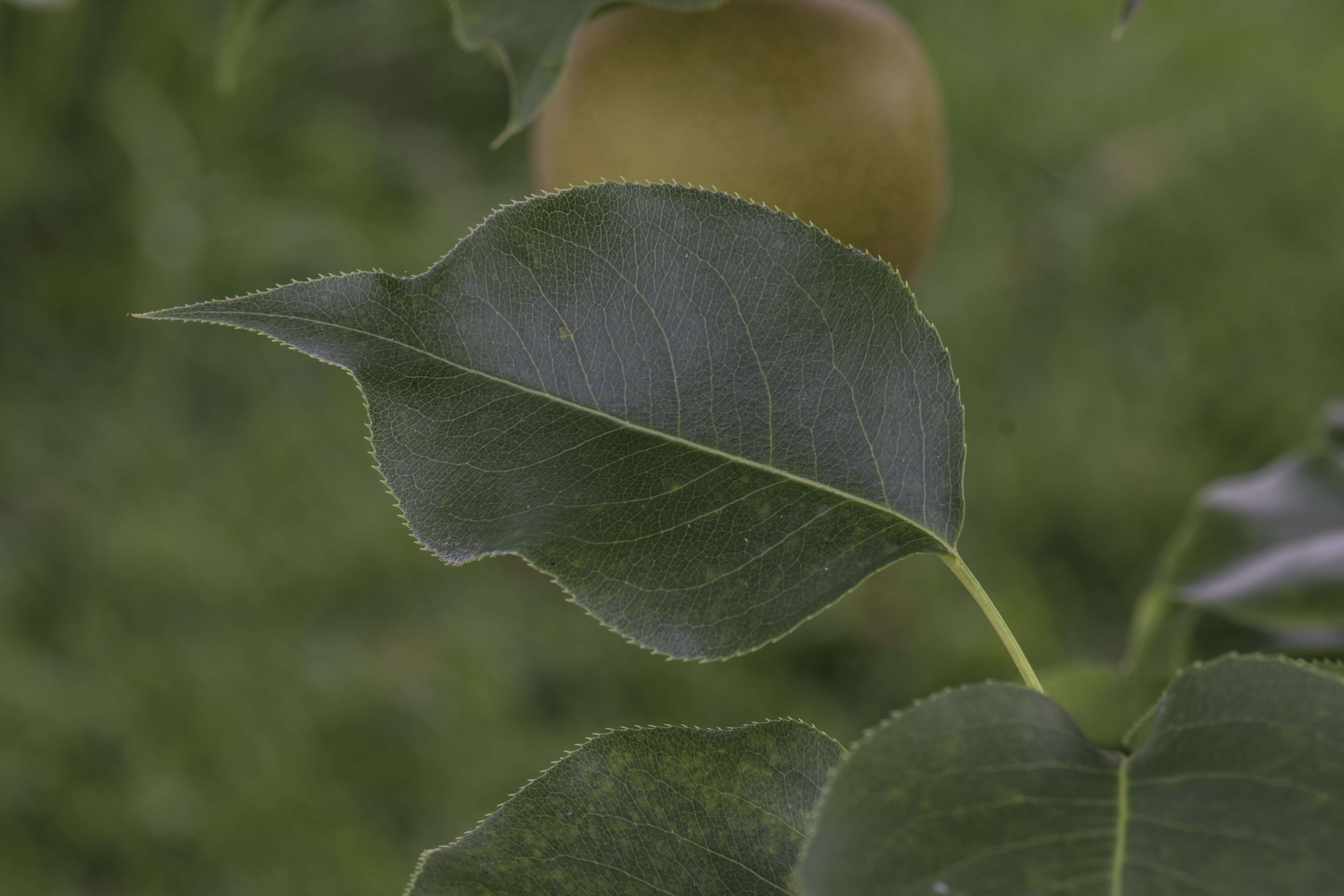 Plancia ëd Pyrus pyrifolia (Burm. fil.) Nakai