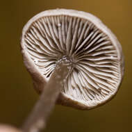 Tephrocybe resmi