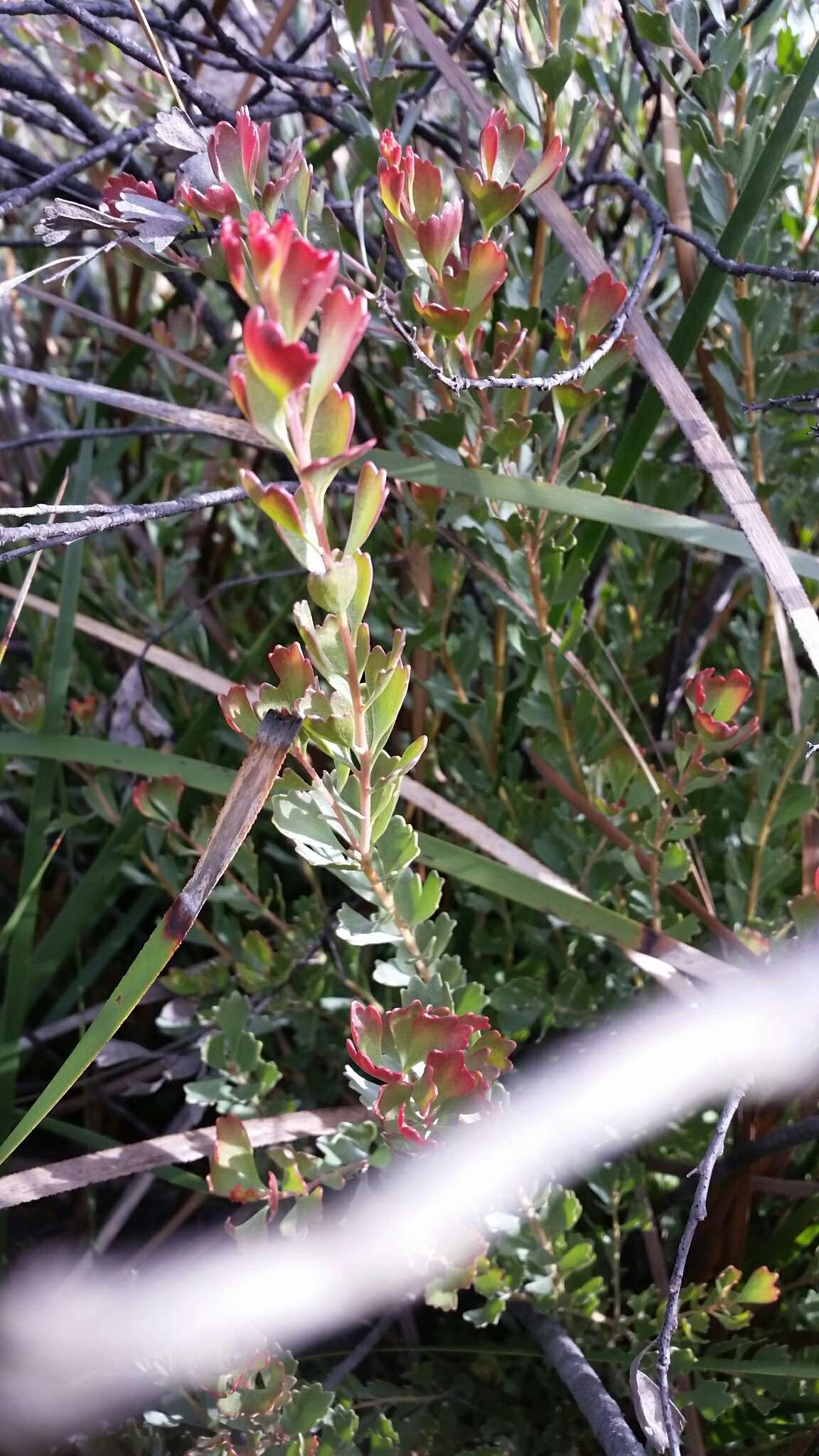 Imagem de Adenanthos cuneatus Labill.