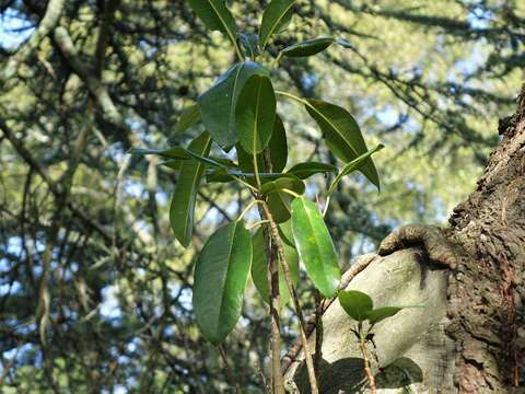 Imagem de Ficus macrophylla Desf.