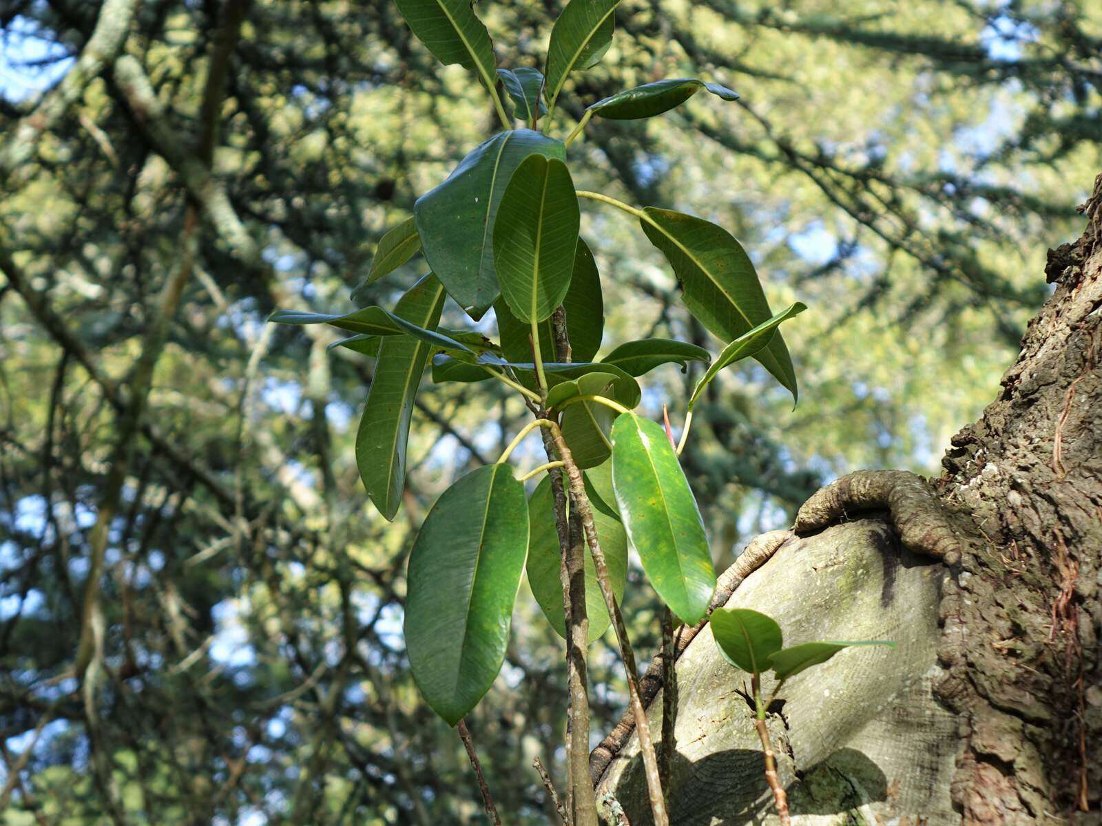 Image of Moreton Bay fig