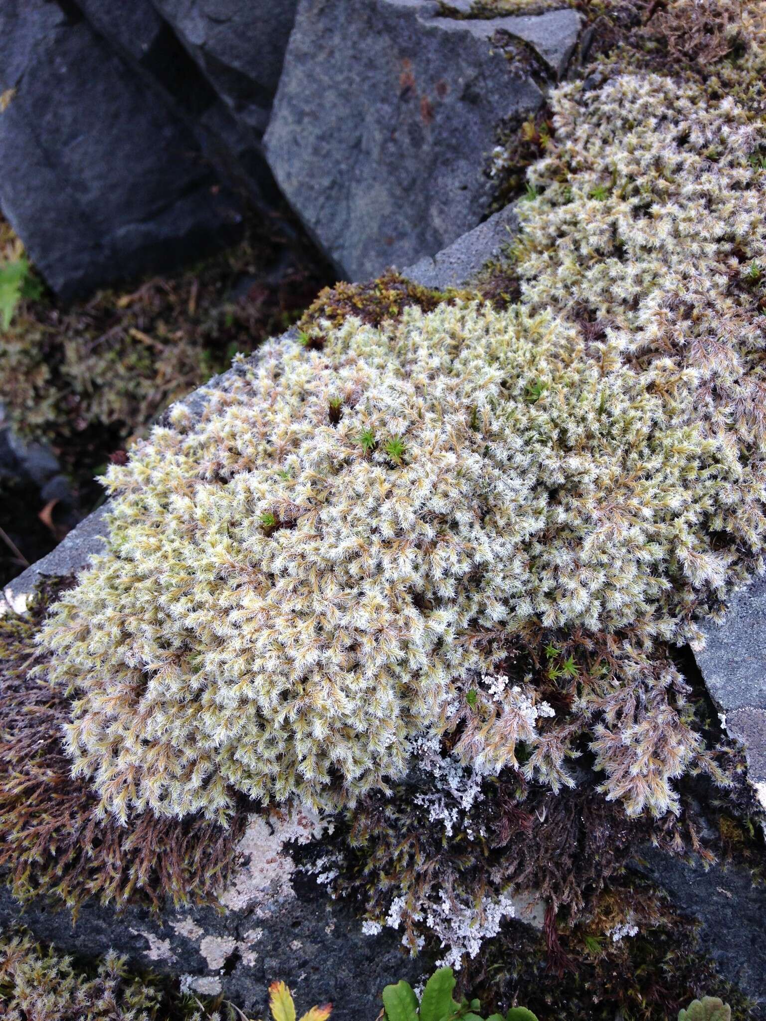 Image of racomitrium moss