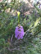 Image of Melaleuca diosmatifolia Dum.-Cours.