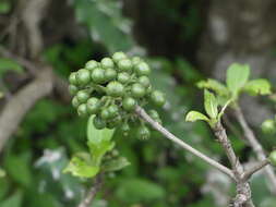 Pavetta crassicaulis Bremek. resmi