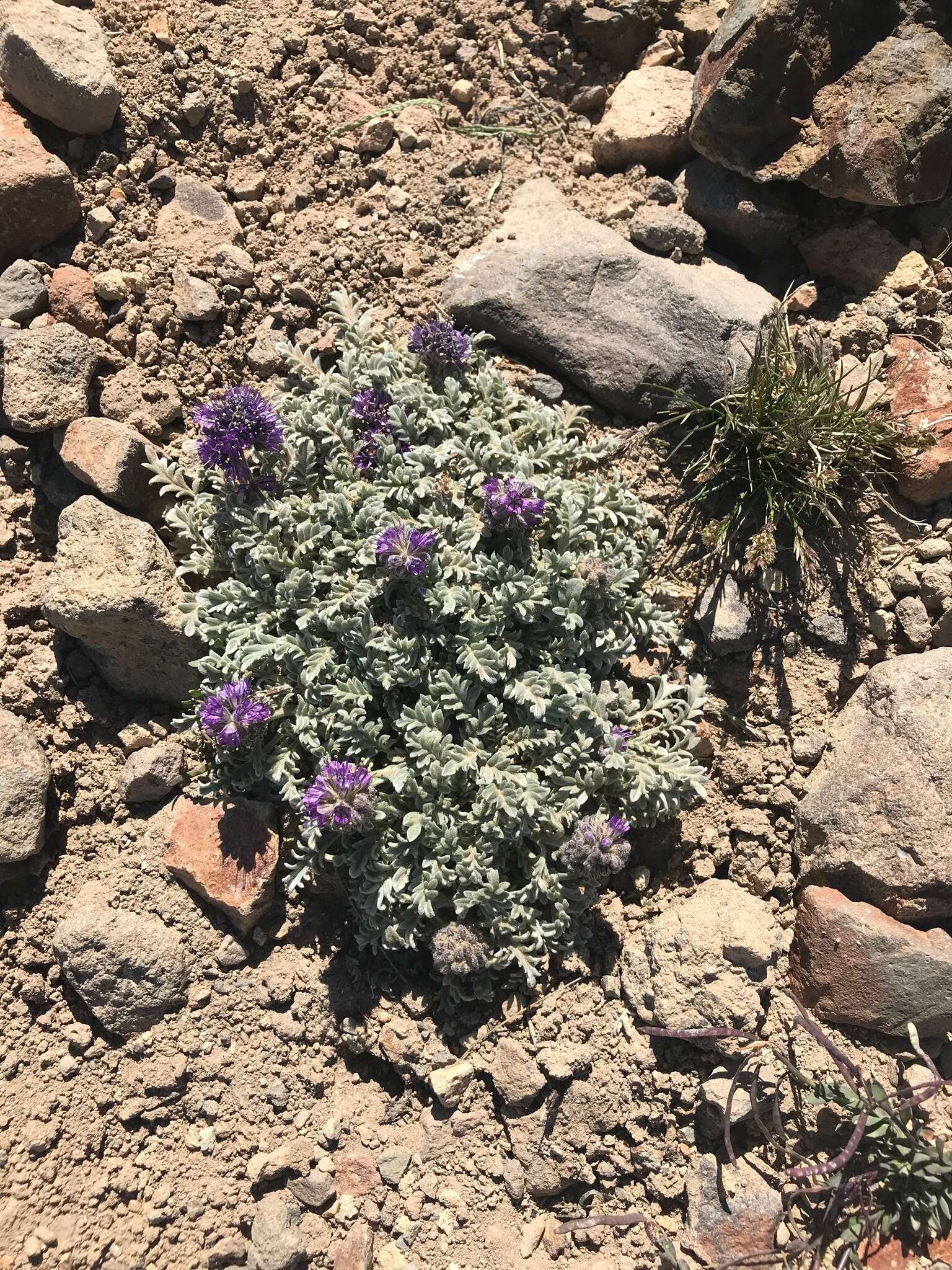 Image of silky phacelia