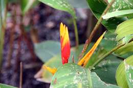 Image of parakeetflower