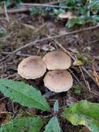 Image of Pholiota terrestris Overh. 1924