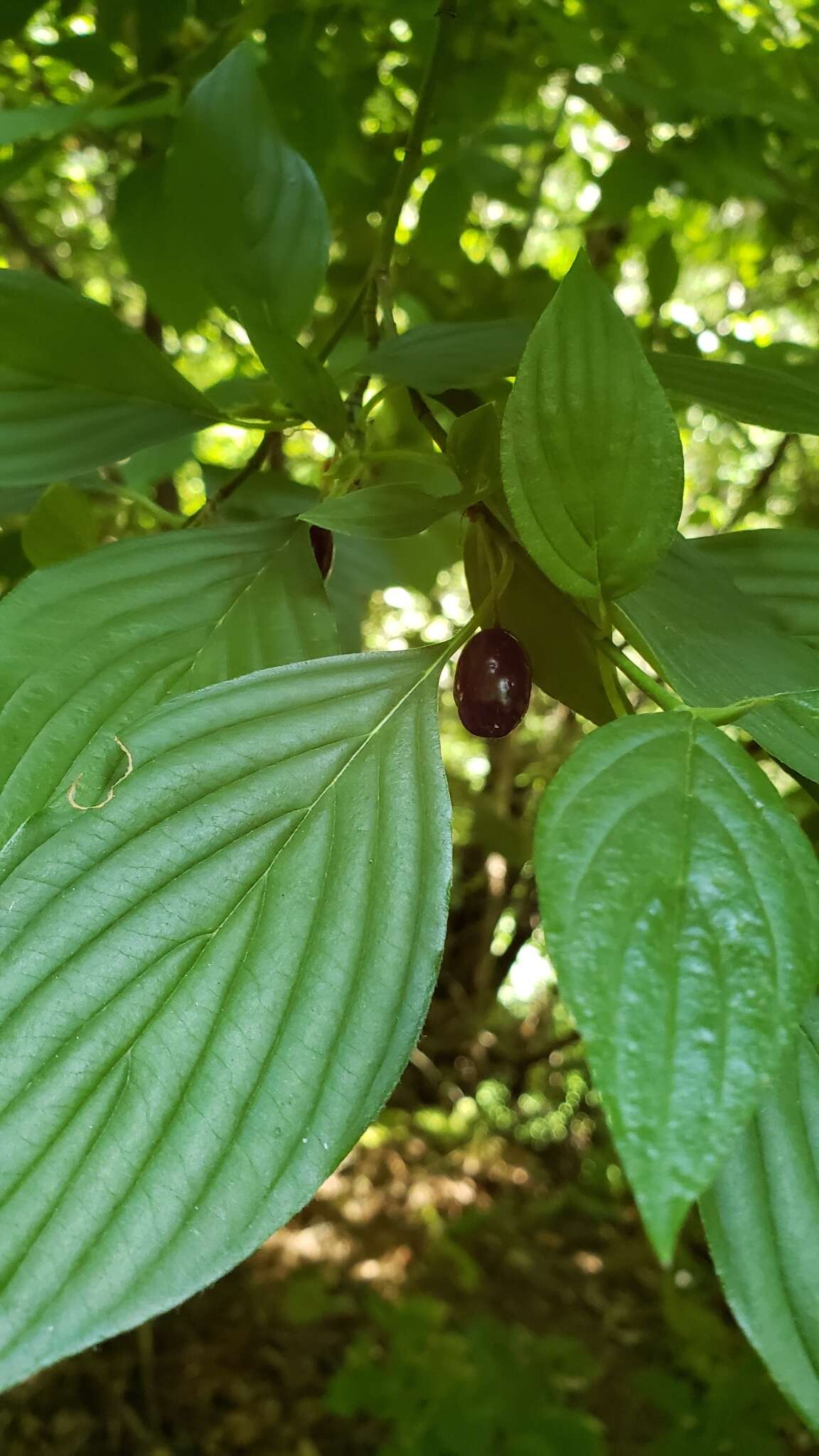 Image of blackfruit dogwood