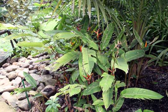 Image of parakeetflower