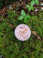 Imagem de Cortinarius olympianus A. H. Sm. 1939