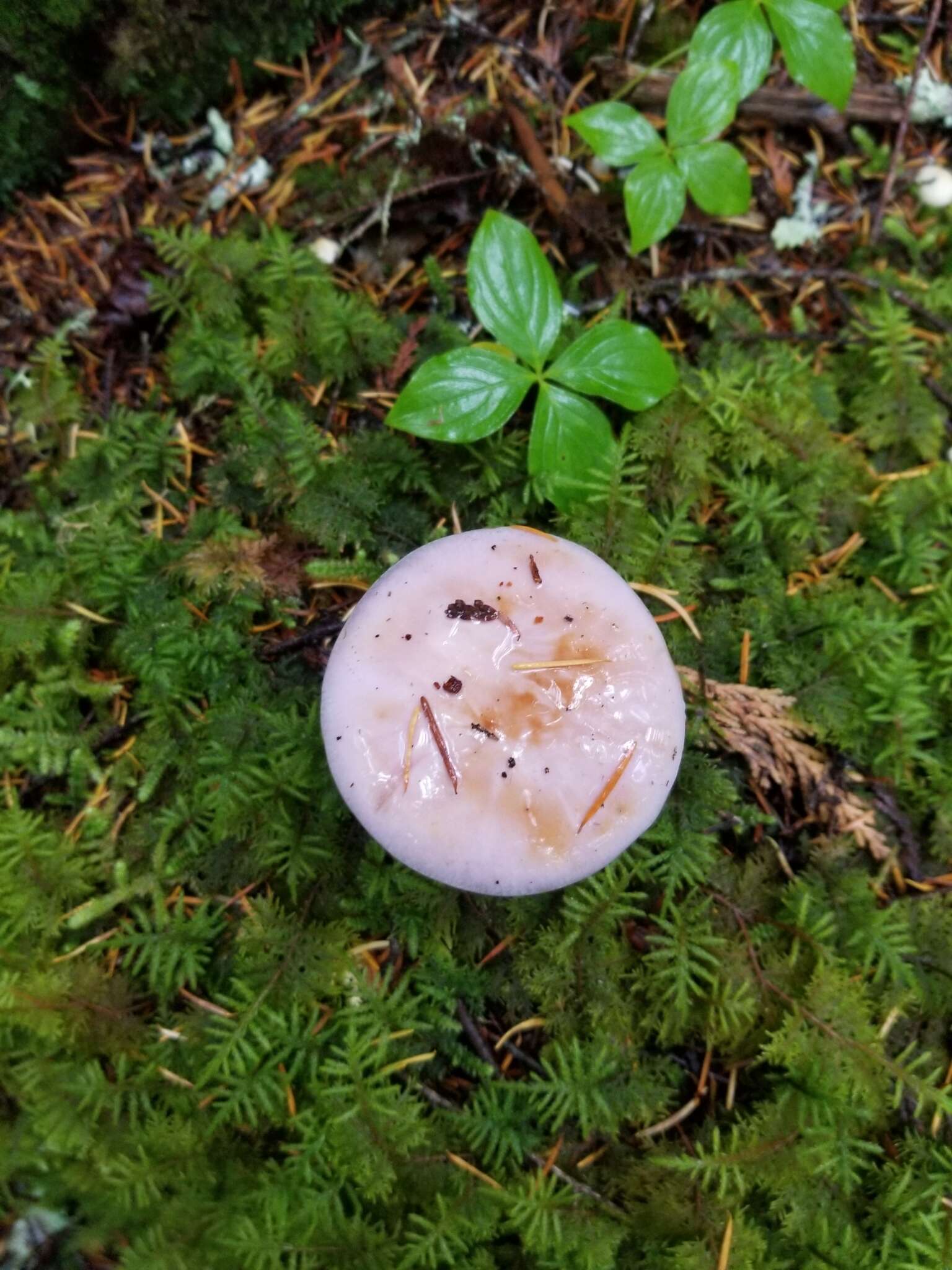 Imagem de Cortinarius olympianus A. H. Sm. 1939