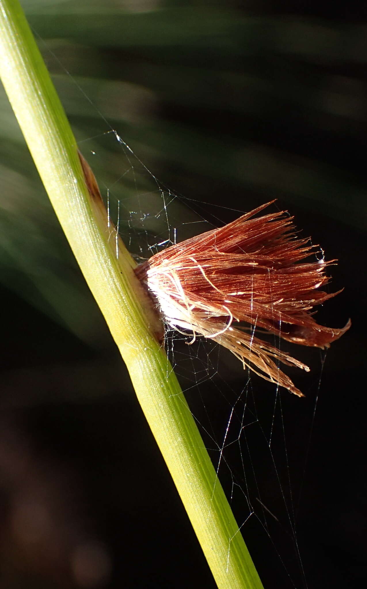 Image of Chrysitrix capensis var. capensis