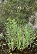 Image of Juncus polycephalus Michx.