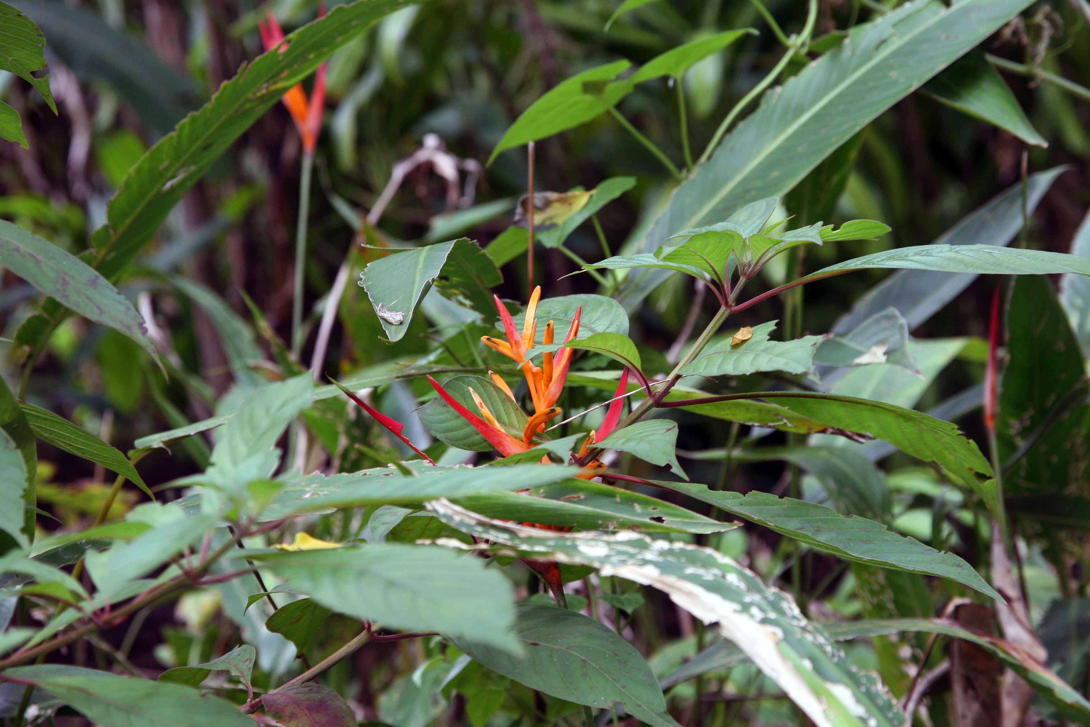 Image of parakeetflower