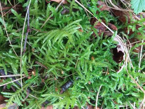 Image of pseudoscleropodium moss