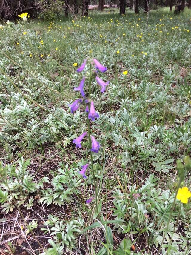 Image of Apache beardtongue